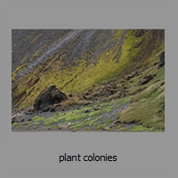 plant colonies